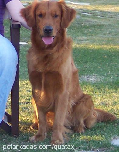 micho Erkek Golden Retriever