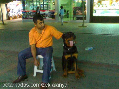 reİs Erkek Rottweiler