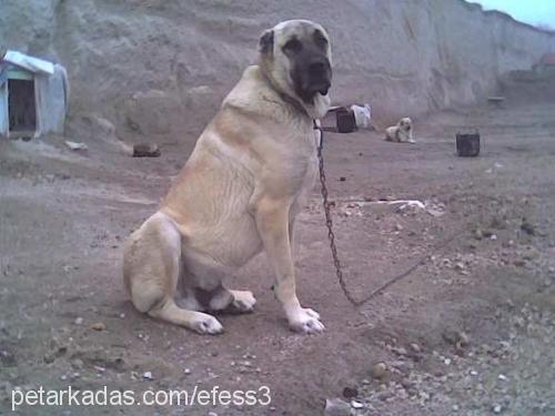 memati Erkek Kangal