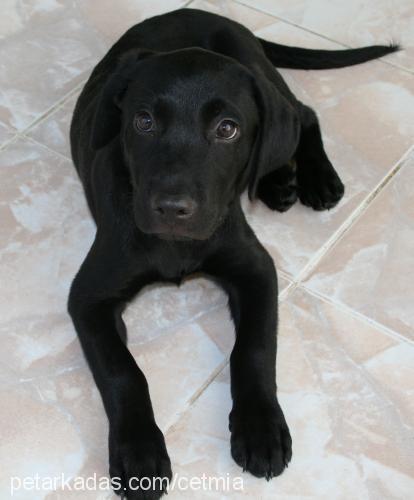 rocky Erkek Labrador Retriever