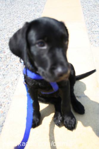 rocky Erkek Labrador Retriever