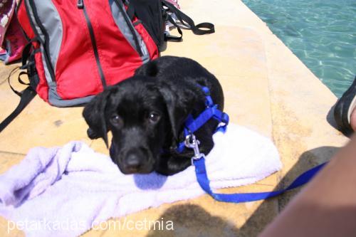 rocky Erkek Labrador Retriever