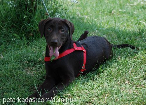 sufle Erkek Labrador Retriever