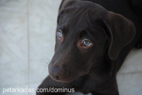 sufle Erkek Labrador Retriever