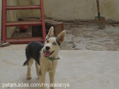 kontes Dişi Sibirya Kurdu (Husky)