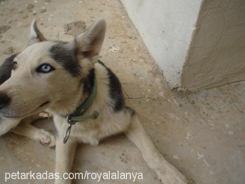 kontes Dişi Sibirya Kurdu (Husky)