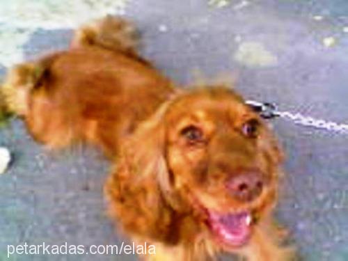 ela Dişi Amerikan Cocker Spaniel