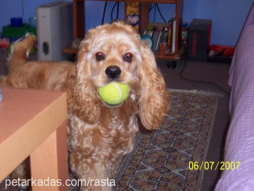 Rastafari Erkek Amerikan Cocker Spaniel