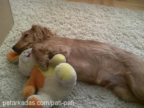 puffy Erkek İngiliz Cocker Spaniel