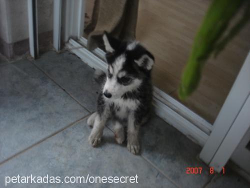 zeuss Erkek Alaskan Malamute