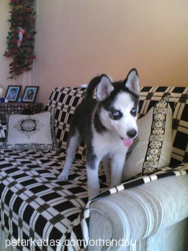 hera Dişi Sibirya Kurdu (Husky)