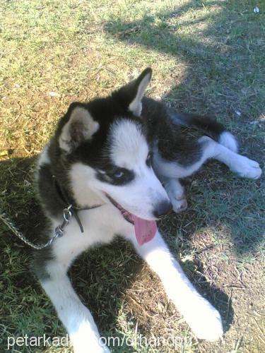 hera Dişi Sibirya Kurdu (Husky)