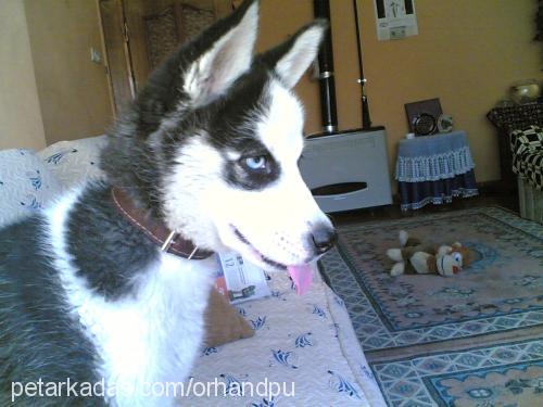 hera Dişi Sibirya Kurdu (Husky)