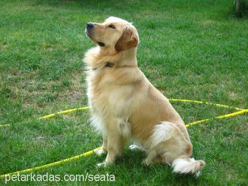 Togy Erkek Golden Retriever