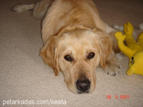 Togy Erkek Golden Retriever