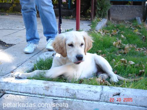 Togy Erkek Golden Retriever