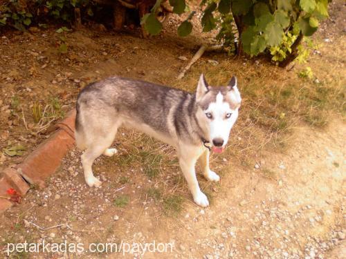 heski Erkek Sibirya Kurdu (Husky)