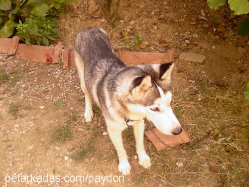 heski Erkek Sibirya Kurdu (Husky)