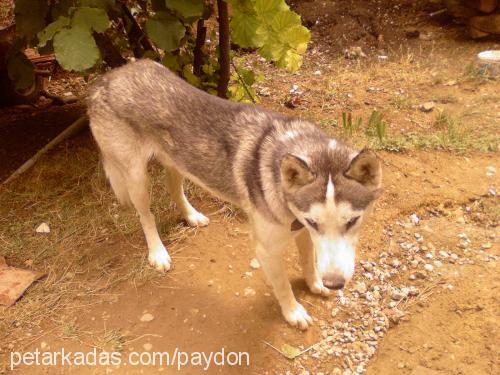 heski Erkek Sibirya Kurdu (Husky)