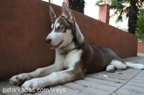 Osman Erkek Sibirya Kurdu (Husky)