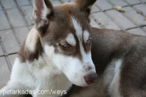 Osman Erkek Sibirya Kurdu (Husky)