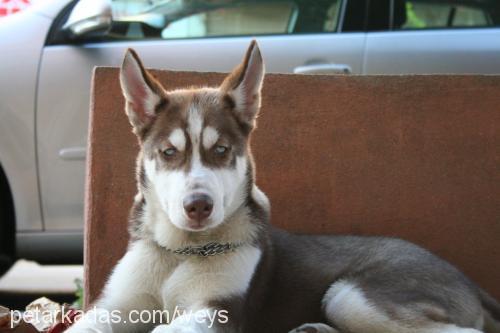 Osman Erkek Sibirya Kurdu (Husky)