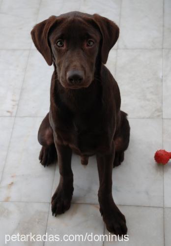 sufle Erkek Labrador Retriever