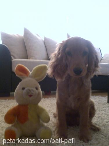 puffy Erkek İngiliz Cocker Spaniel