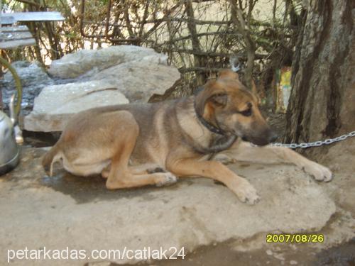 CESUR Erkek Alman Çoban Köpeği