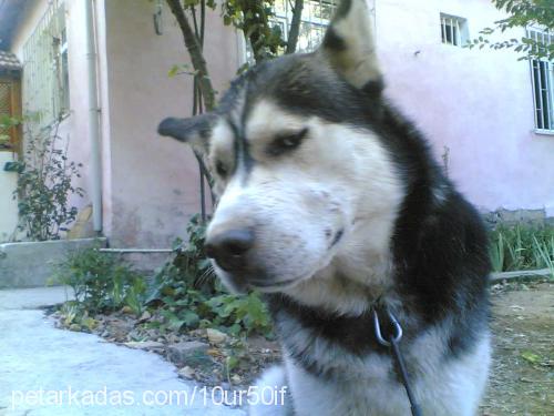 DUMAN Erkek Sibirya Kurdu (Husky)