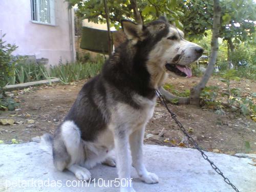 DUMAN Erkek Sibirya Kurdu (Husky)