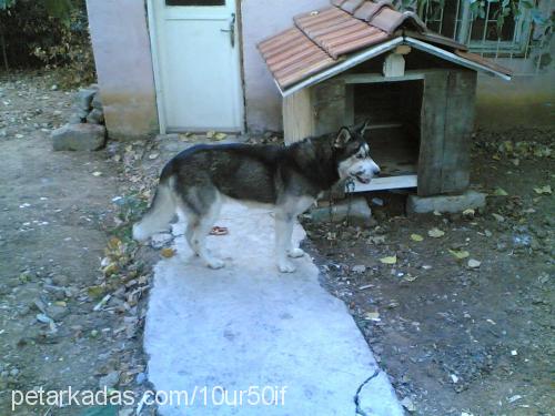 DUMAN Erkek Sibirya Kurdu (Husky)