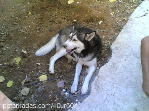 DUMAN Erkek Sibirya Kurdu (Husky)