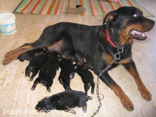 cankuş Dişi Rottweiler