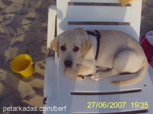 berf Dişi Labrador Retriever