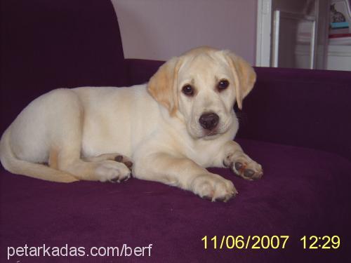 berf Dişi Labrador Retriever