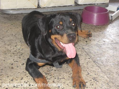 bobi Erkek Rottweiler