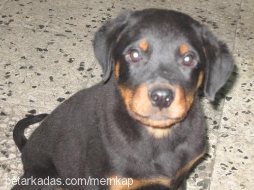 bobi Erkek Rottweiler