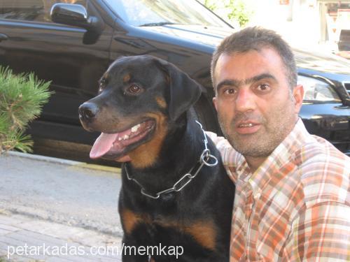 bobi Erkek Rottweiler