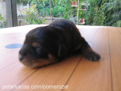 cankuş Dişi Rottweiler