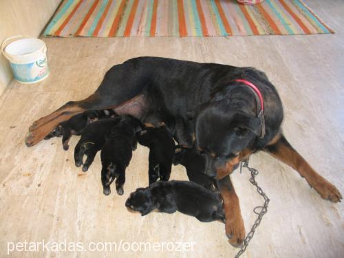 cankuş Dişi Rottweiler