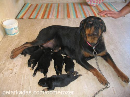 cankuş Dişi Rottweiler