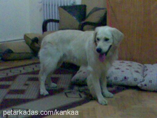 kanka Erkek Golden Retriever