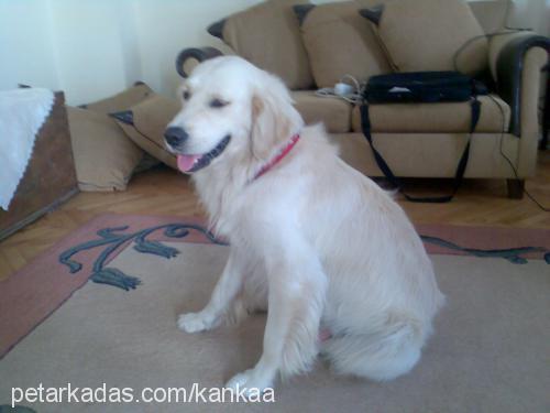 kanka Erkek Golden Retriever