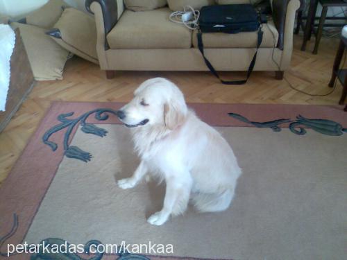 kanka Erkek Golden Retriever