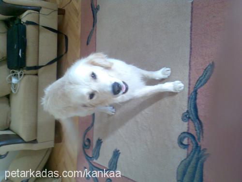 kanka Erkek Golden Retriever