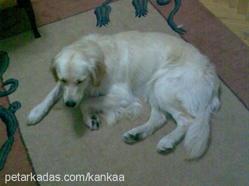 kanka Erkek Golden Retriever