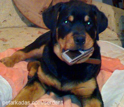 zex Erkek Rottweiler