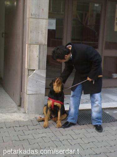 zex Erkek Rottweiler