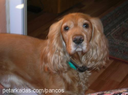 panço Erkek İngiliz Cocker Spaniel